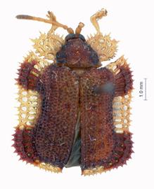   Cassidispa  habitus. 